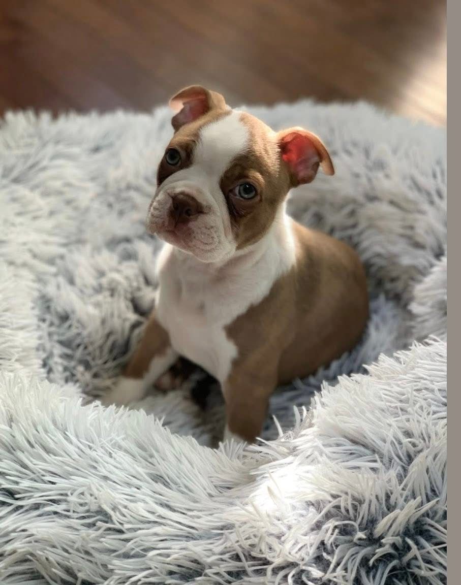 Boston terrier - Image 4