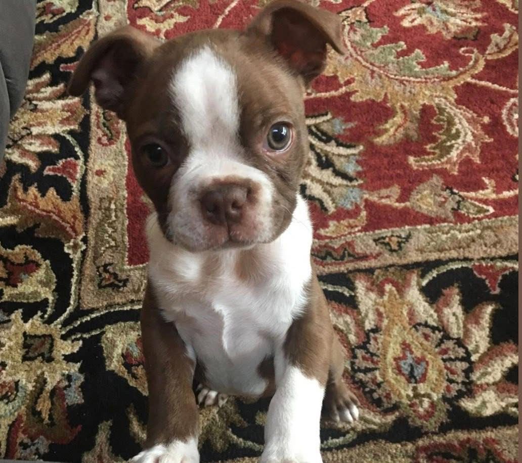 Boston terrier - Image 2