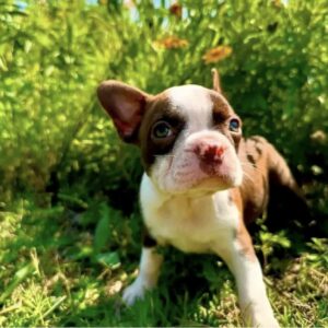 Boston terrier