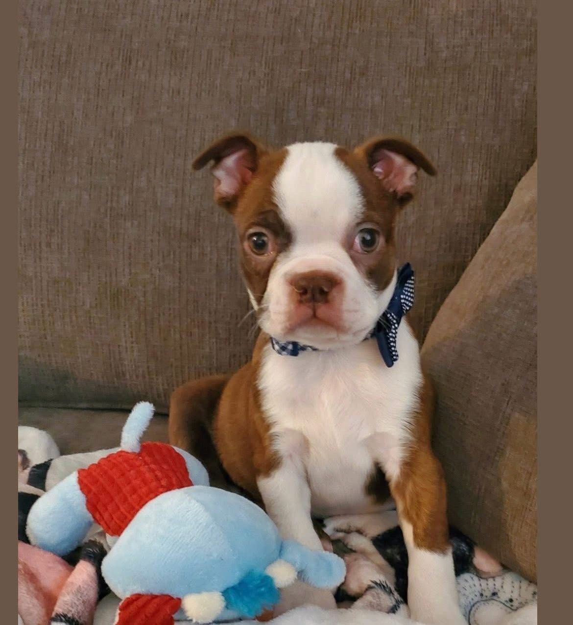 Boston terrier - Image 3